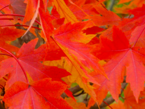autumn-blaze-maple