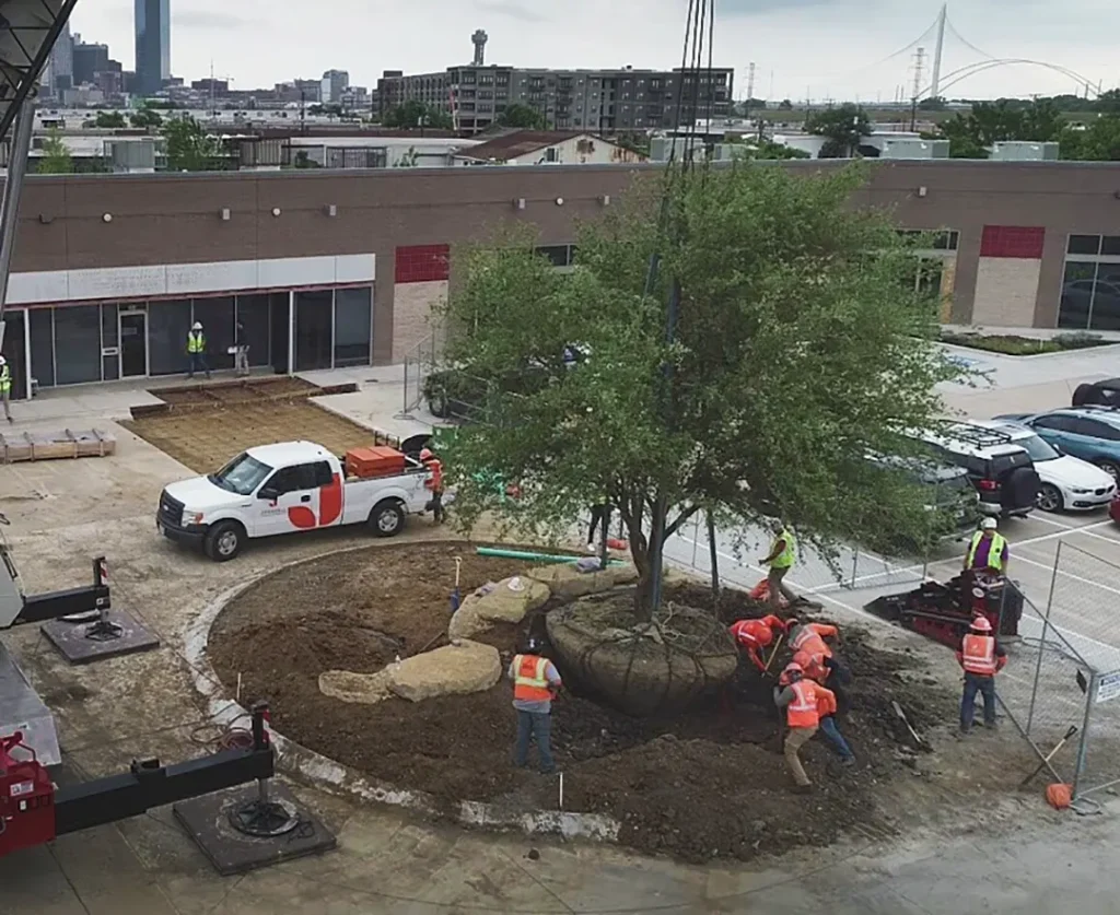 Landscape crew Installing a huge tree