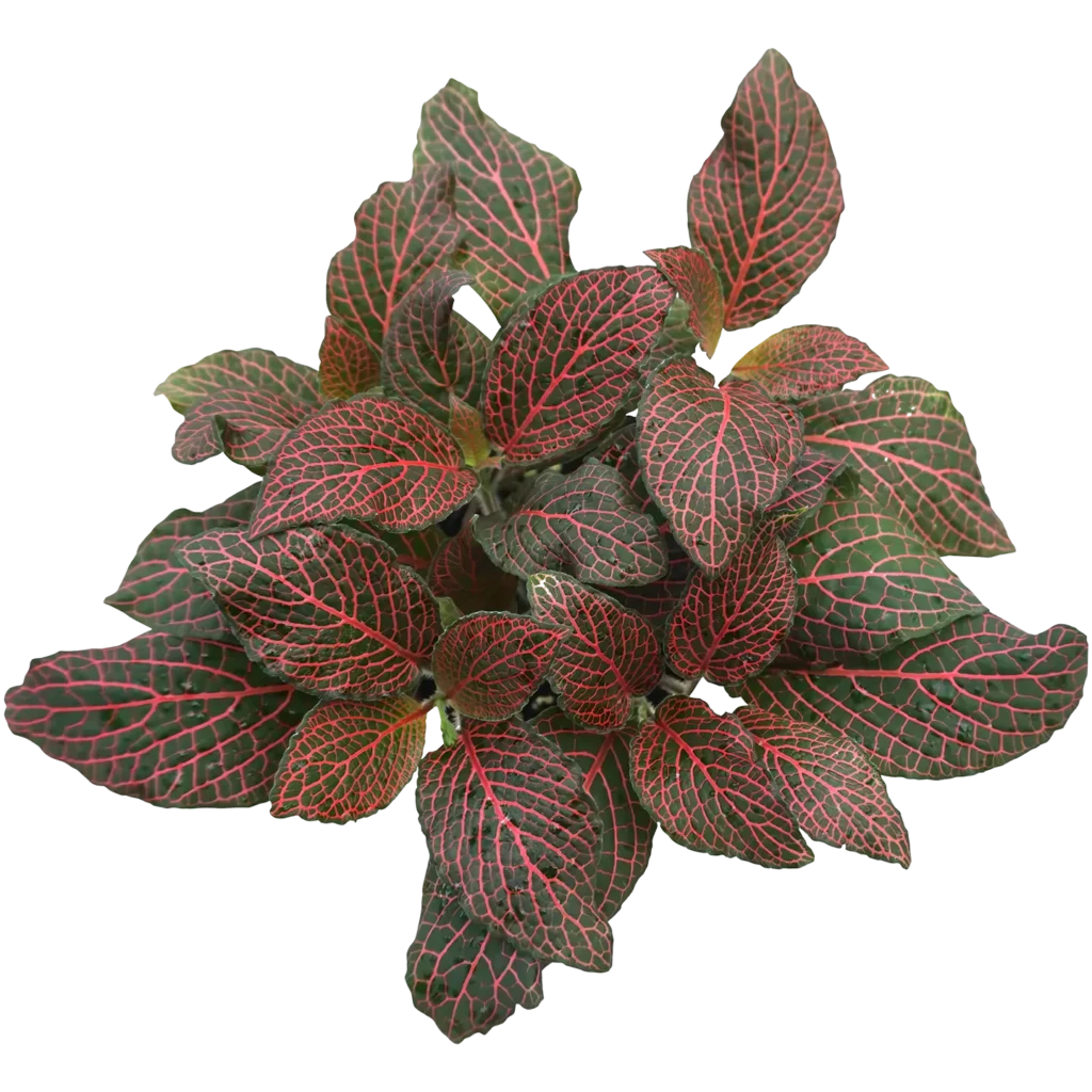 Red Plant